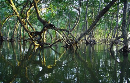 Climat : la RDC veut capter des milliards grâce au marché carbone